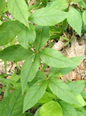 Whorled loosestrife whorls. How symmetrical!