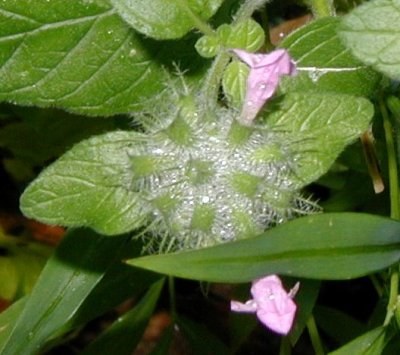 Wild mint flower clusters.