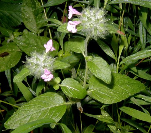 Wild mint, Mentha arvensis.