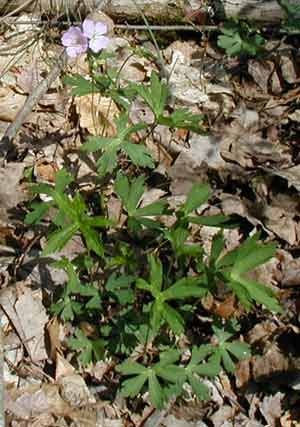 Wild geranium blooming is just beginning.