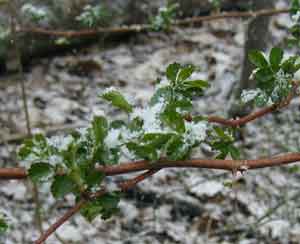 Wild rose leaves catch the early April snow.