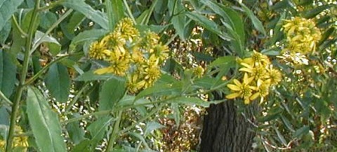 Wingstem yellow bouquets.