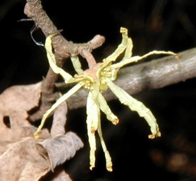 Witch Hazel flowers.