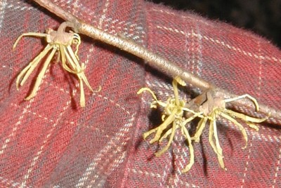 Yellow flowers of Witch Hazel.