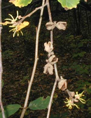 Witch hazel blossoms next to last year's seed pods.