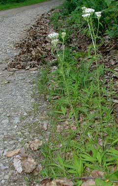 A couple yarrow plants alongside the lane.