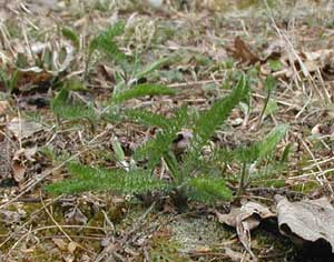 Yarrow, Achillea millefolium, is noted by its finely dissected leaves that give off a pleasant 'flower arrangement' aroma when touched.