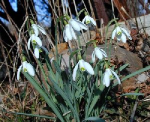 Snow drops are very early Spring flowers that can withstand several snow events.