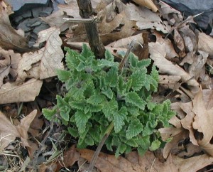 Re-growth of catnip leaves. Notice large stem from last year's growth.