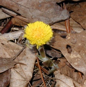 Coltsfoot flower stem with linear bracts of maroon color.