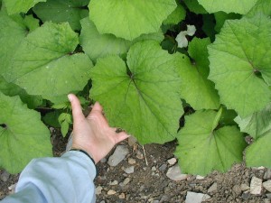 Coltsfoot leaves grow in a horseshoe shape.