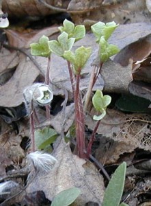 Fuzzy, hairy stalks of young leaves and flowers of hepatica.
