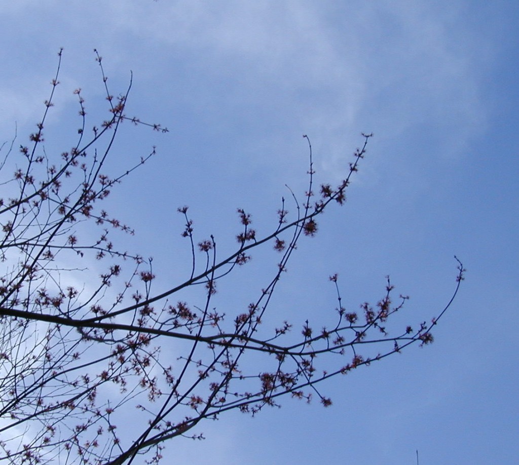 flowering maple tree