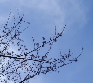 Flowering maple tree against the pale blue March sky.