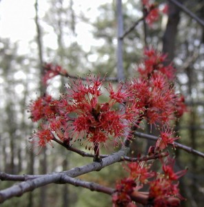 Red flowers of the maple tree.