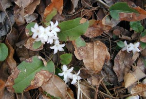 Trailing arbutus flower clusters growing near the ground.