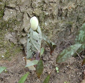 Bloodroot flower emerges as a tight bud.