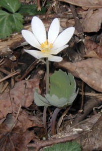 Leaf of bloodroot opening.