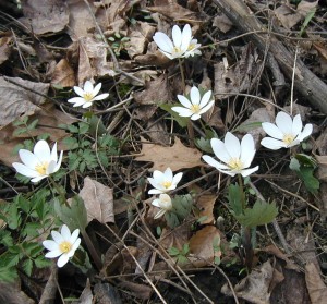 A group of bloodroot flowers in the woodlands.