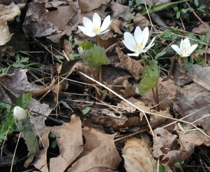Bloodroot flowers in the forest in early April.