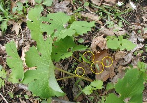 Seedpods under the leaves of bloodroot.