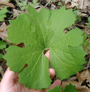 Bloodroot leaf with scalloped edge and rounded lobes.