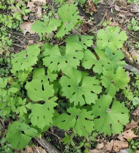 Bloodroot leaves after the flower is gone.
