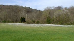 The Bluets colony in this field can be seen from afar.