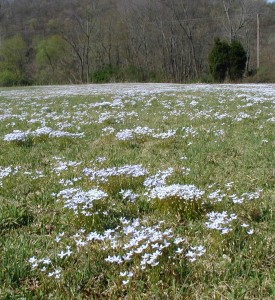 Bluets flowers colonize a grassy field.