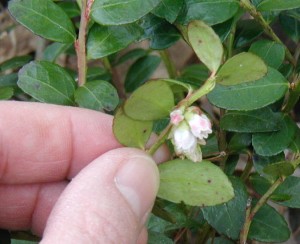 Close-up image of the box huckleberry leaf underside and blooms.