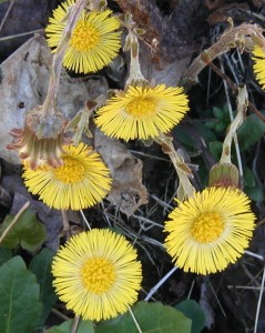 coltsfoot flower heads open and closed