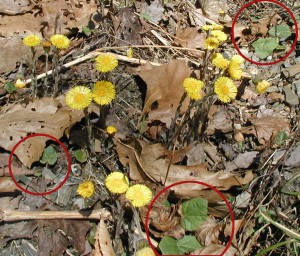 Coltsfoot leaves growing by April 1