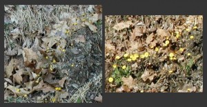 coltsfoot blooms open with the sunlight