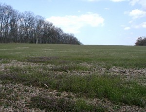 A farmer's field with many weeds.