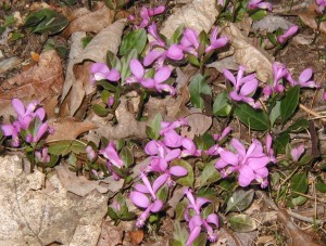 Looking down on a group of fringed polygala blossoms.