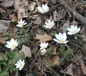 Large grouping of bloodroot flowering.