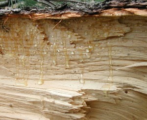 Sap is flowing from the outer rings of wood on this felled white pine tree.