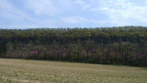 Redbuds flowering in Pennsylvania.