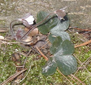 Lower leaf of this round-lobed hepatica is a four-lobed leaf.