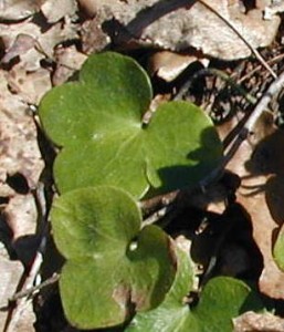 Upper leaf of this round-lobed hepatica is a four-lobed leaf.