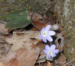 Round-lobed hepatica blooms fully open after a sunny day.