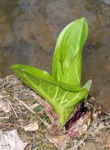 Skunk cabbage leaves and flower next to a creek.