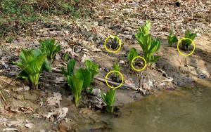 Flowers are barely noticeable at the base of the skunk cabbage leaves.