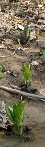 Skunk cabbage leaves emerge rolled up and unfurl into huge oval shapes.