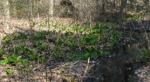 Patch of skunk cabbage near a drainage creek at Little Buffalo State Park.