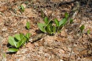 Close-up image of skunk cabbage plants in a wetland area.