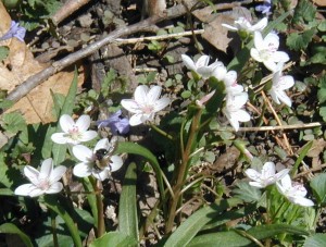 White blooming spring beauty with blue ground ivy blossoms.