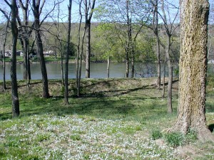 Mass of spring beauty flowers on both sides of the old canal.