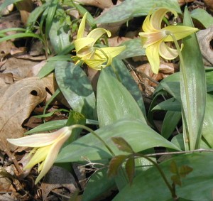 Petals of trout lilies flowering.