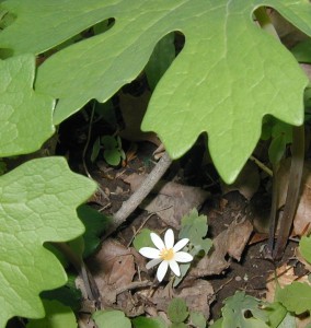 Little bloodroot blooming under older bloodroots.